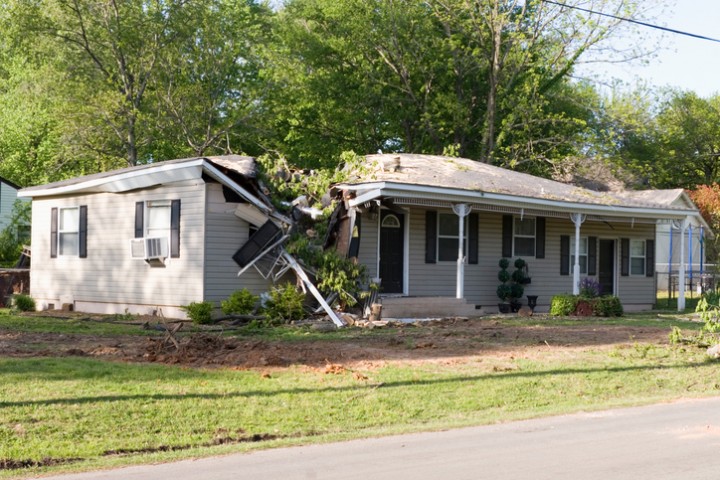 Fallen Tree Damage Restoration by Leal Cleaning and Restoration Services LLC