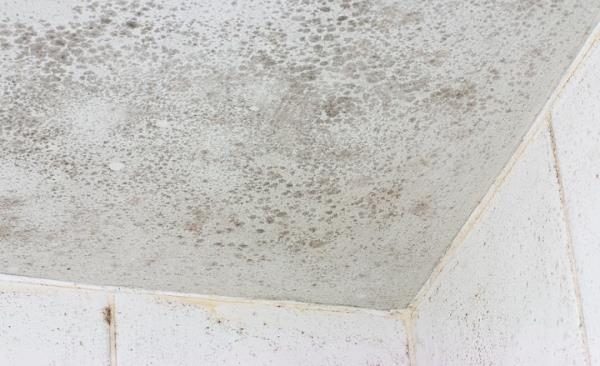 Mold Remediation by Leal Cleaning and Restoration Services LLC