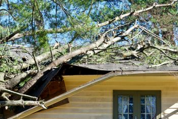North Pembroke, Massachusetts Fallen Tree Damage Restoration by Leal Cleaning and Restoration Services LLC