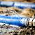 Maynard Sewage Cleanup by Leal Cleaning and Restoration Services LLC