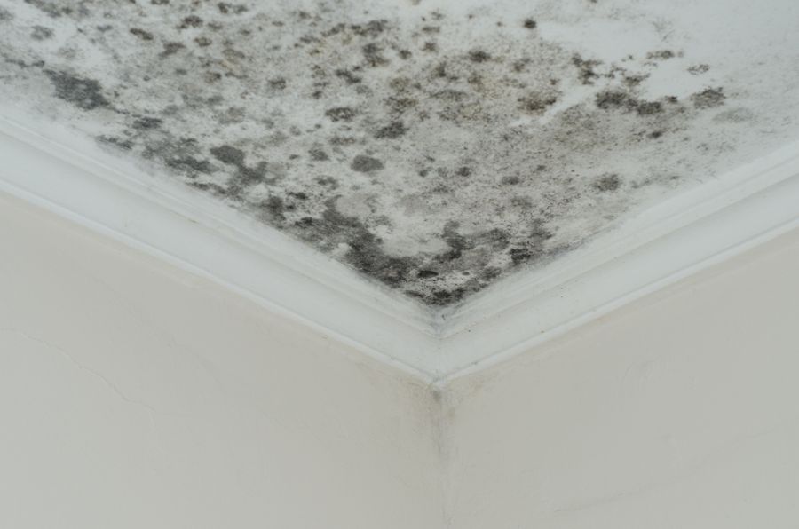 Mold Damage Insurance Claims by Leal Cleaning and Restoration Services LLC