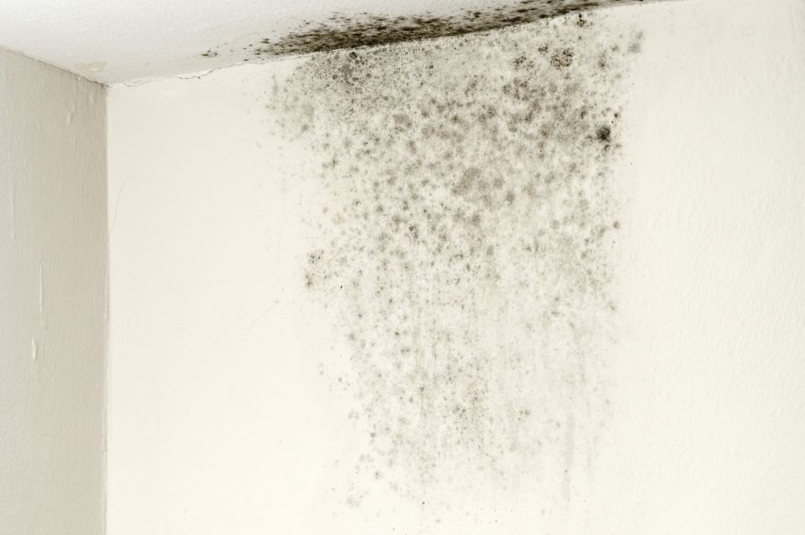Mold Remediation by Leal Cleaning and Restoration Services LLC