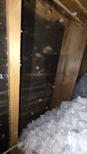 Before & After Mold Remediation in Lynn, MA (5)