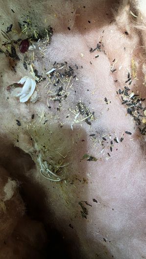 Mold Remediation