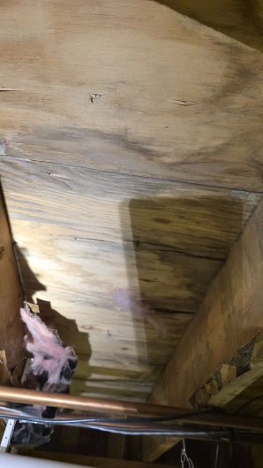 Mold Remediation in Cambridge, MA (4)
