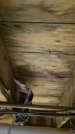 Mold Remediation in Cambridge, MA (3)