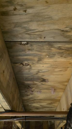 Mold Remediation in Cambridge, MA (2)