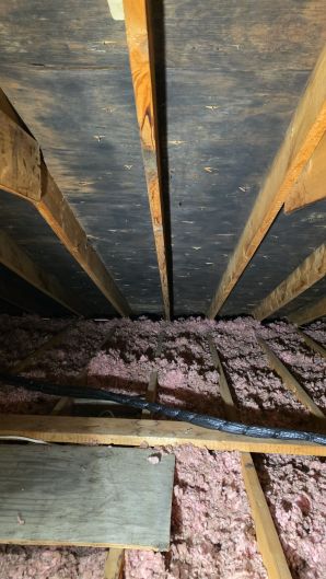Mold Removal in Boston, MA (before) (2)