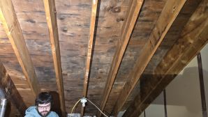 Mold Remediation in Cambridge, MA (6)