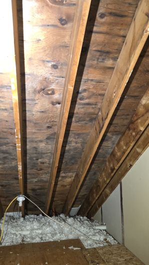 Mold Remediation in Cambridge, MA (4)