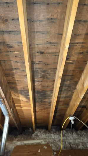 Mold Remediation in Cambridge, MA (3)