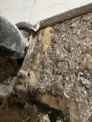 Mold Remediation in Dorchester, MA (3)