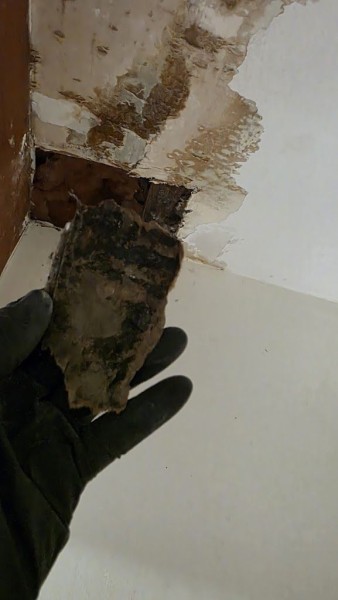 Mold Remediation in Boston, MA (3)