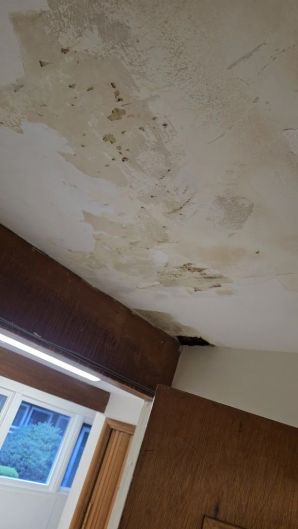 Mold Remediation in Boston, MA (2)